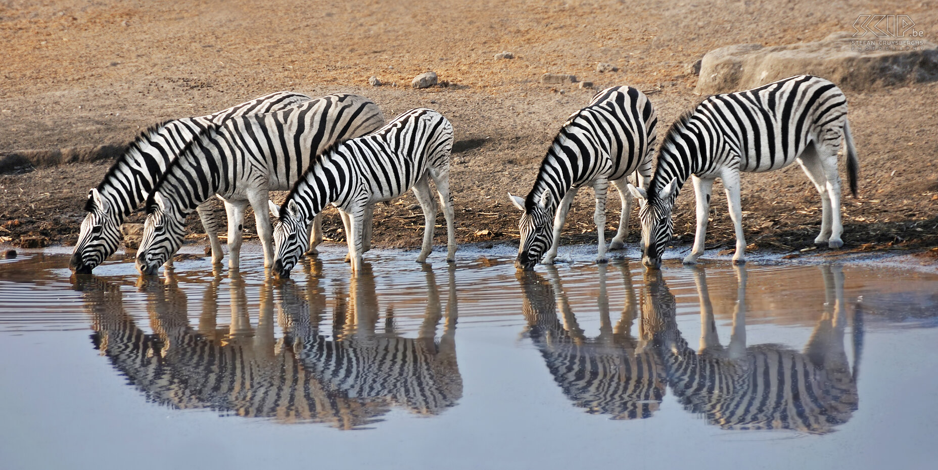 Etosha - Chudop - Zebras  Stefan Cruysberghs